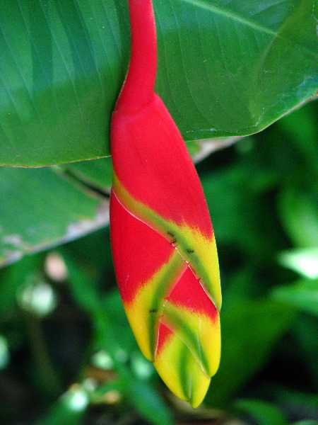 Garden-of-the-Sleeping-Giant-Nadi-Viti-Levu-Fiji-065