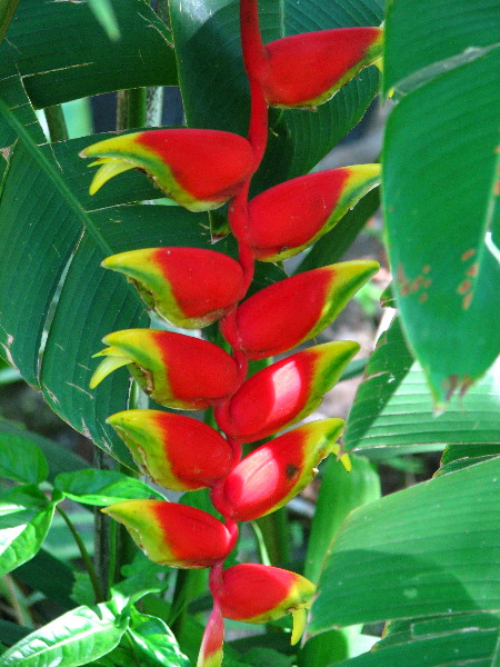 Garden-of-the-Sleeping-Giant-Nadi-Viti-Levu-Fiji-066