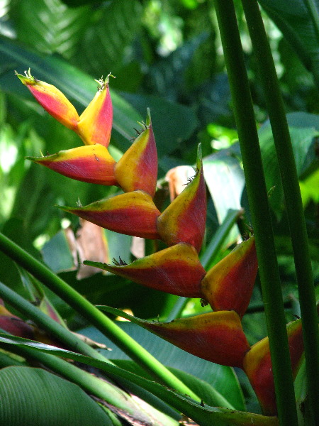 Garden-of-the-Sleeping-Giant-Nadi-Viti-Levu-Fiji-068