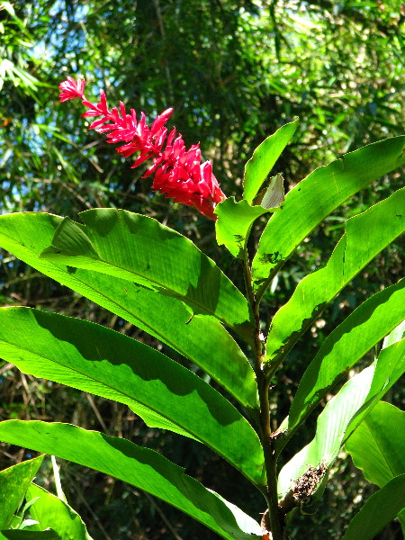 Garden-of-the-Sleeping-Giant-Nadi-Viti-Levu-Fiji-070
