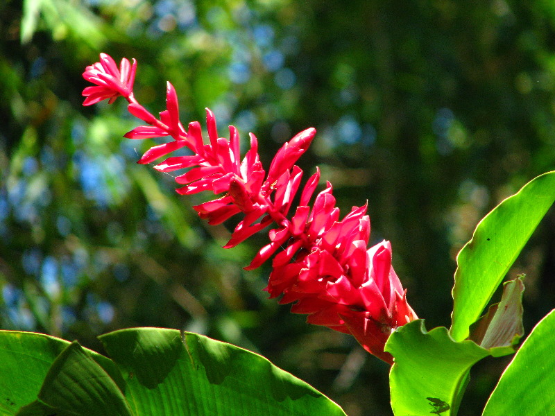 Garden-of-the-Sleeping-Giant-Nadi-Viti-Levu-Fiji-071