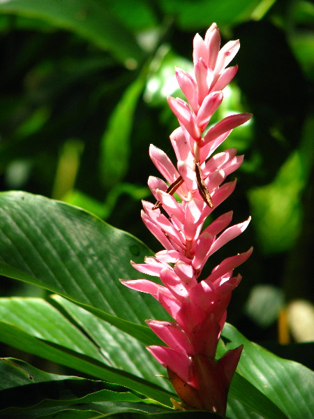 Garden-of-the-Sleeping-Giant-Nadi-Viti-Levu-Fiji-072