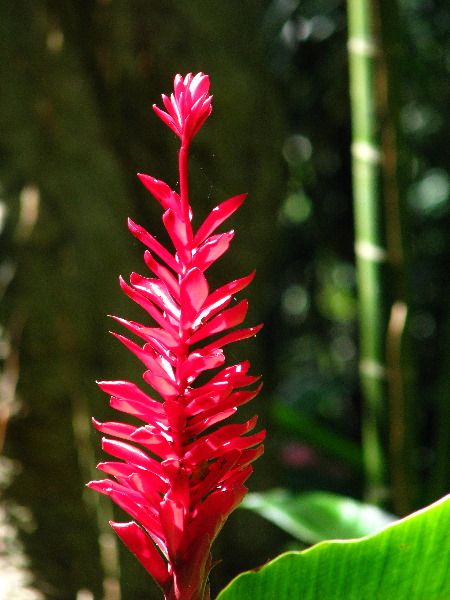 Garden-of-the-Sleeping-Giant-Nadi-Viti-Levu-Fiji-073