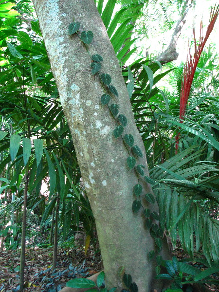 Garden-of-the-Sleeping-Giant-Nadi-Viti-Levu-Fiji-076