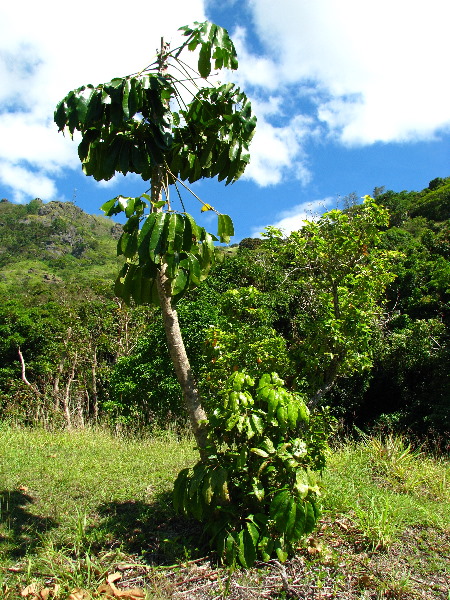 Garden-of-the-Sleeping-Giant-Nadi-Viti-Levu-Fiji-079