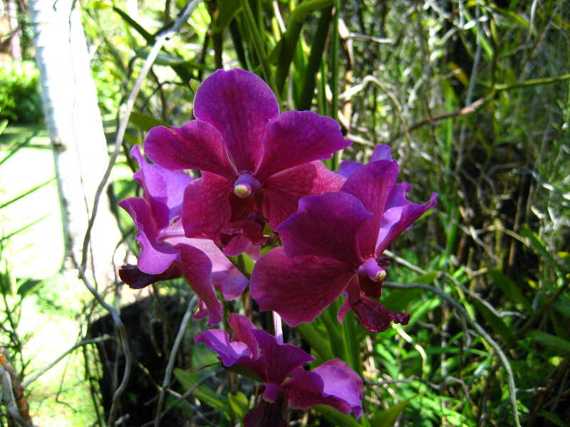 Garden-of-the-Sleeping-Giant-Nadi-Viti-Levu-Fiji-091