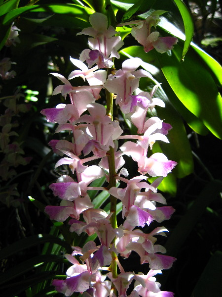 Garden-of-the-Sleeping-Giant-Nadi-Viti-Levu-Fiji-093