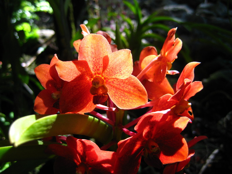 Garden-of-the-Sleeping-Giant-Nadi-Viti-Levu-Fiji-094