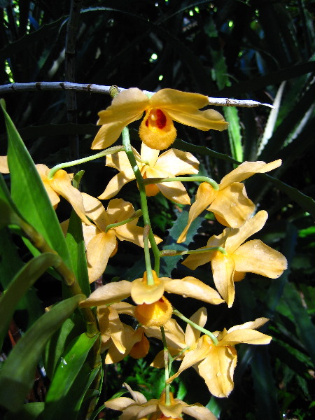 Garden-of-the-Sleeping-Giant-Nadi-Viti-Levu-Fiji-095