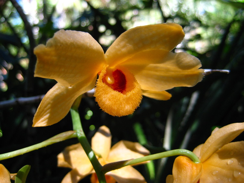 Garden-of-the-Sleeping-Giant-Nadi-Viti-Levu-Fiji-096