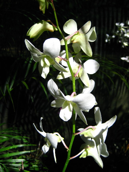 Garden-of-the-Sleeping-Giant-Nadi-Viti-Levu-Fiji-098