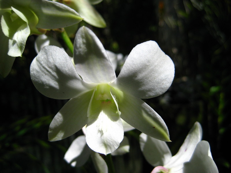 Garden-of-the-Sleeping-Giant-Nadi-Viti-Levu-Fiji-099