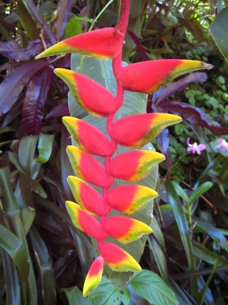 Garden-of-the-Sleeping-Giant-Nadi-Viti-Levu-Fiji-100