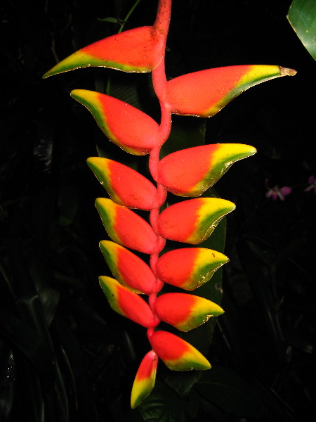 Garden-of-the-Sleeping-Giant-Nadi-Viti-Levu-Fiji-101