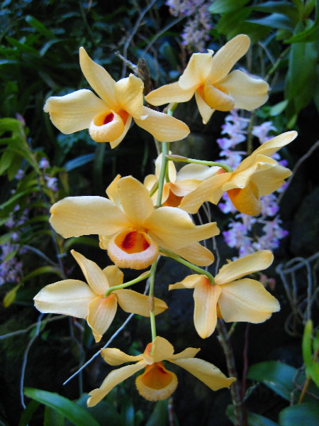 Garden-of-the-Sleeping-Giant-Nadi-Viti-Levu-Fiji-103