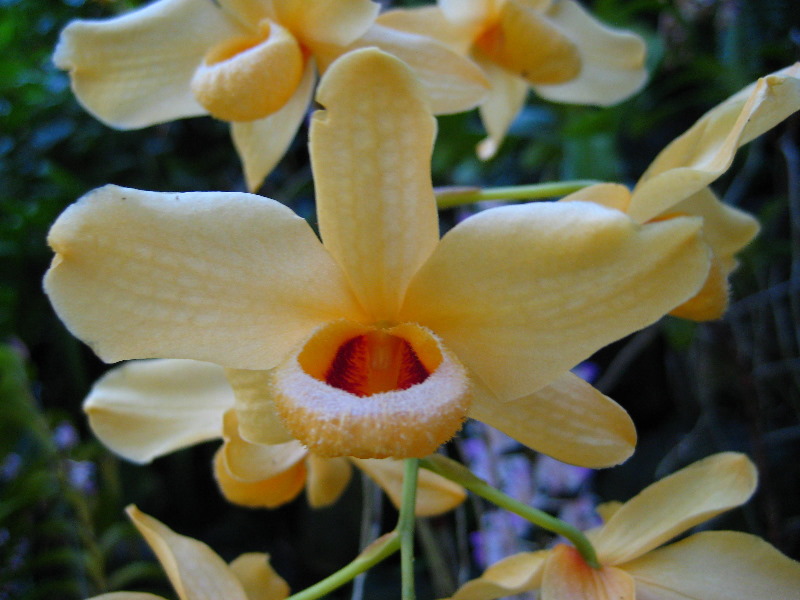 Garden-of-the-Sleeping-Giant-Nadi-Viti-Levu-Fiji-104