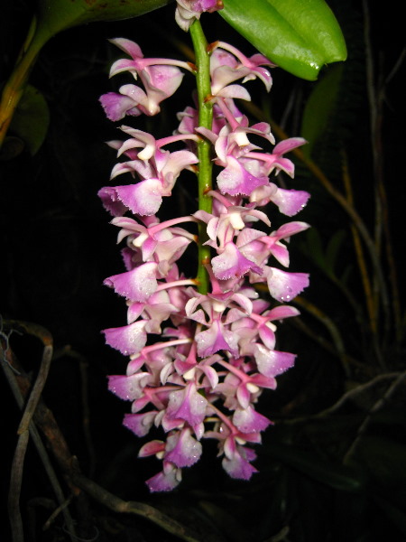 Garden-of-the-Sleeping-Giant-Nadi-Viti-Levu-Fiji-105