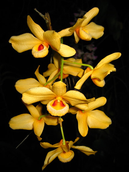 Garden-of-the-Sleeping-Giant-Nadi-Viti-Levu-Fiji-106