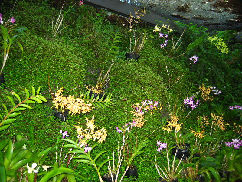 Garden-of-the-Sleeping-Giant-Nadi-Viti-Levu-Fiji-107