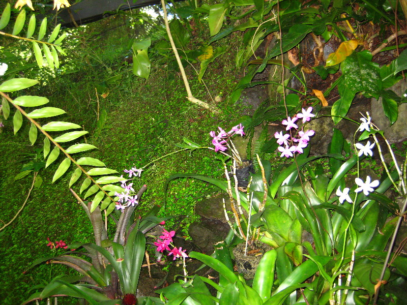 Garden-of-the-Sleeping-Giant-Nadi-Viti-Levu-Fiji-108