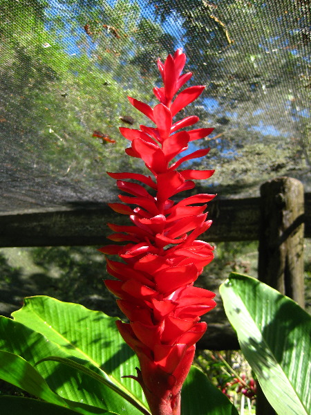 Garden-of-the-Sleeping-Giant-Nadi-Viti-Levu-Fiji-111