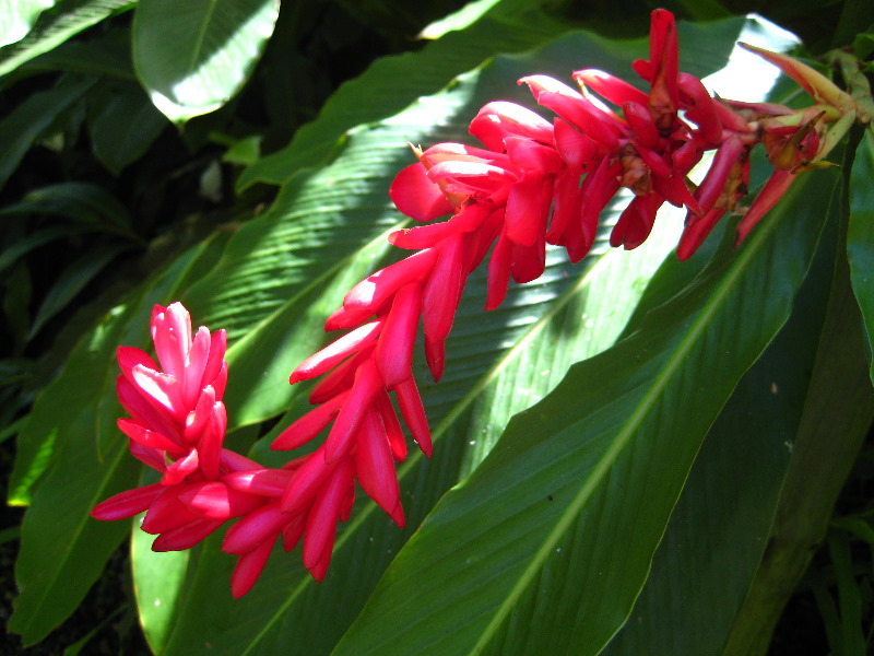 Garden-of-the-Sleeping-Giant-Nadi-Viti-Levu-Fiji-112