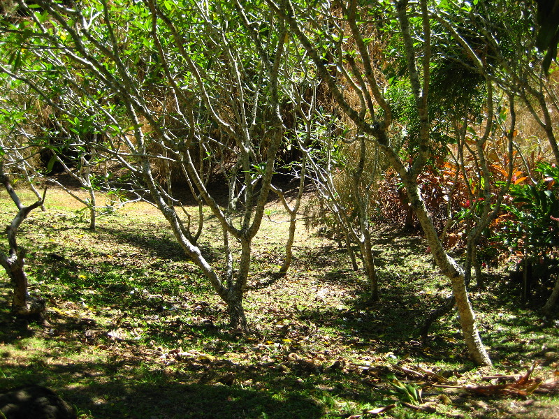 Garden-of-the-Sleeping-Giant-Nadi-Viti-Levu-Fiji-115