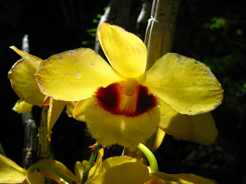 Garden-of-the-Sleeping-Giant-Nadi-Viti-Levu-Fiji-116