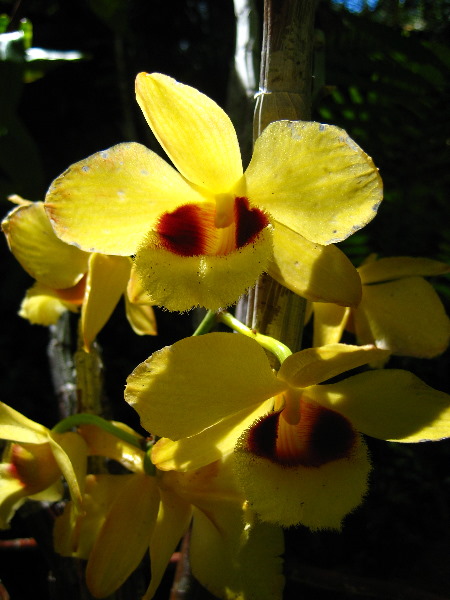 Garden-of-the-Sleeping-Giant-Nadi-Viti-Levu-Fiji-117