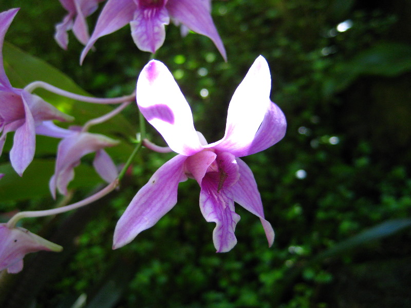 Garden-of-the-Sleeping-Giant-Nadi-Viti-Levu-Fiji-118