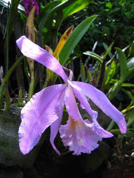 Garden-of-the-Sleeping-Giant-Nadi-Viti-Levu-Fiji-119