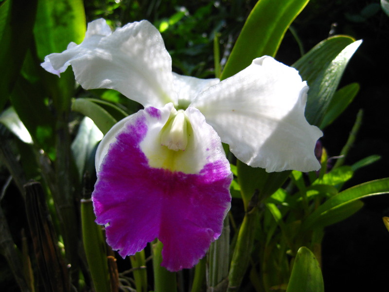 Garden-of-the-Sleeping-Giant-Nadi-Viti-Levu-Fiji-120