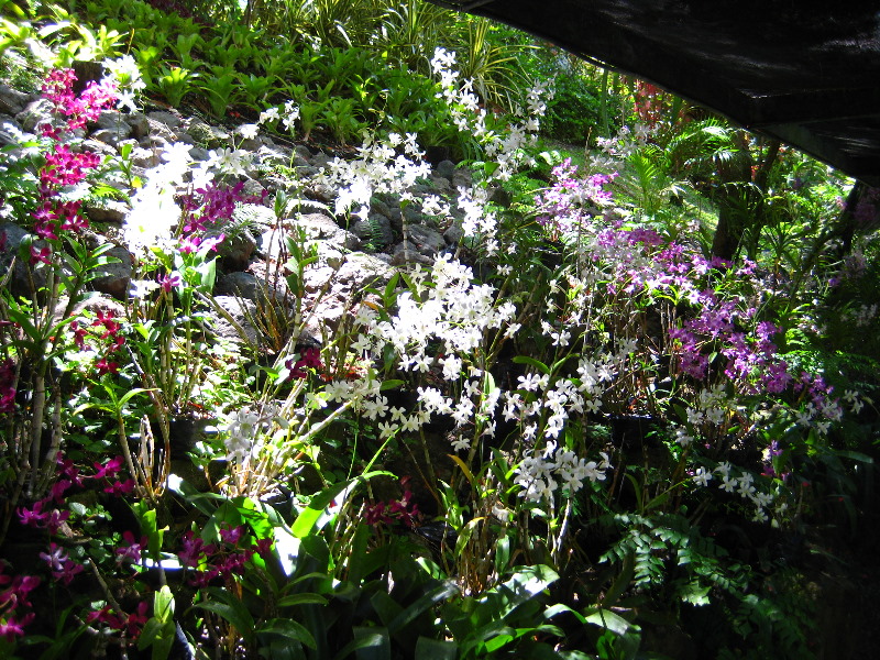 Garden-of-the-Sleeping-Giant-Nadi-Viti-Levu-Fiji-121