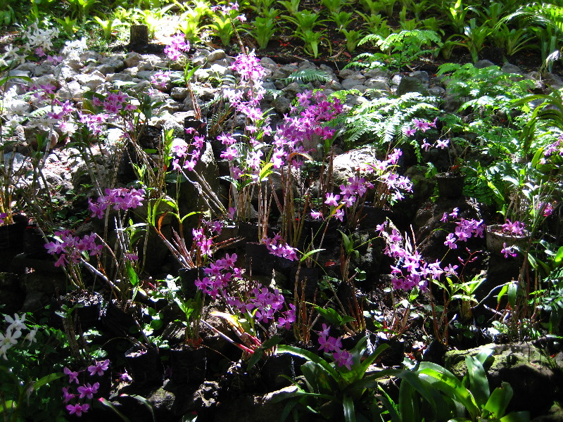 Garden-of-the-Sleeping-Giant-Nadi-Viti-Levu-Fiji-122