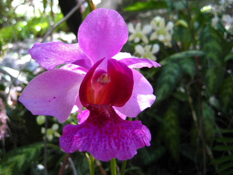 Garden-of-the-Sleeping-Giant-Nadi-Viti-Levu-Fiji-123
