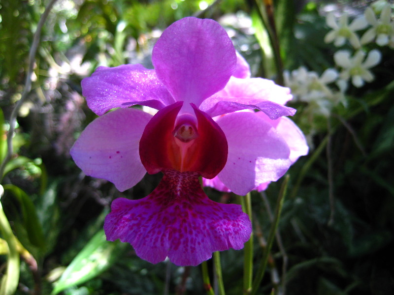 Garden-of-the-Sleeping-Giant-Nadi-Viti-Levu-Fiji-124