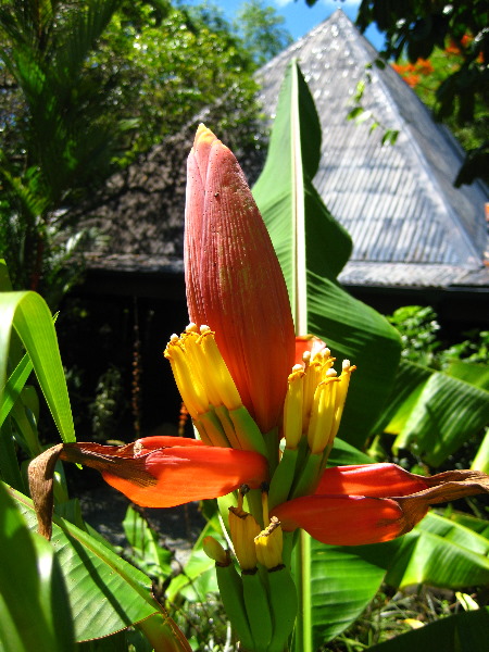 Garden-of-the-Sleeping-Giant-Nadi-Viti-Levu-Fiji-125