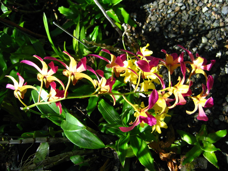 Garden-of-the-Sleeping-Giant-Nadi-Viti-Levu-Fiji-128