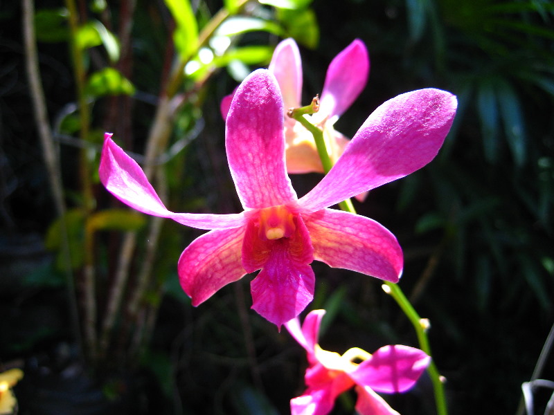 Garden-of-the-Sleeping-Giant-Nadi-Viti-Levu-Fiji-129