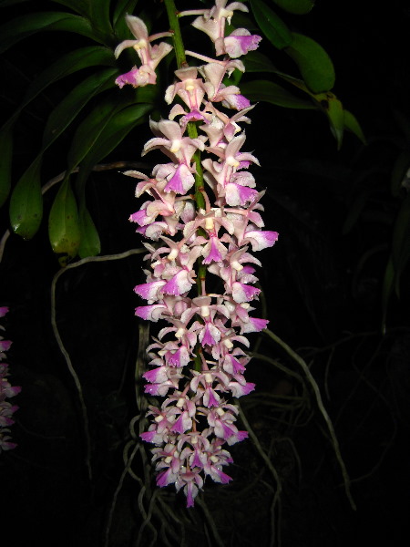 Garden-of-the-Sleeping-Giant-Nadi-Viti-Levu-Fiji-130