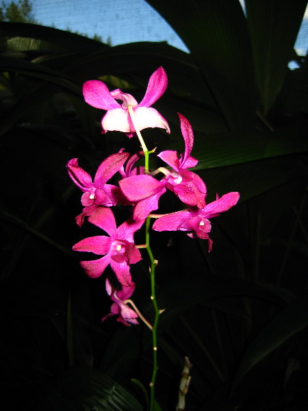 Garden-of-the-Sleeping-Giant-Nadi-Viti-Levu-Fiji-132