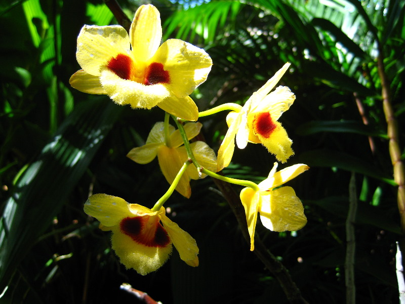 Garden-of-the-Sleeping-Giant-Nadi-Viti-Levu-Fiji-133