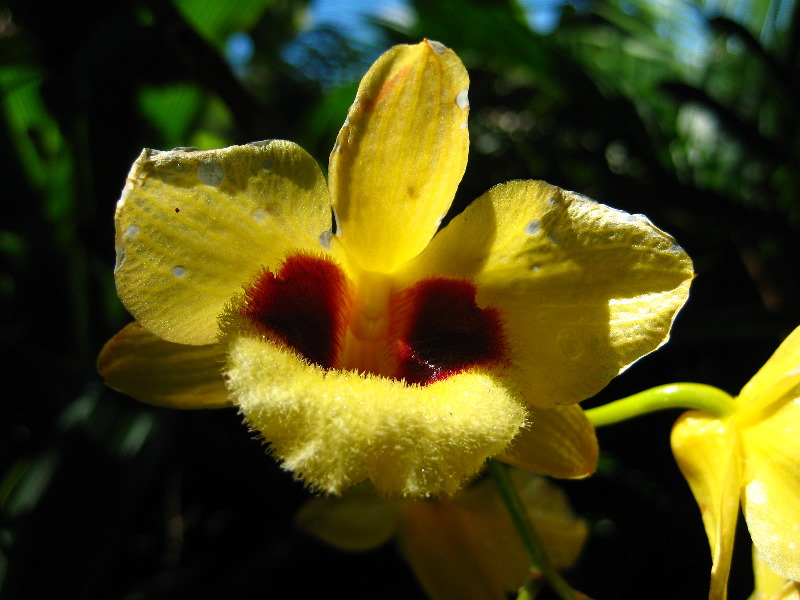 Garden-of-the-Sleeping-Giant-Nadi-Viti-Levu-Fiji-134