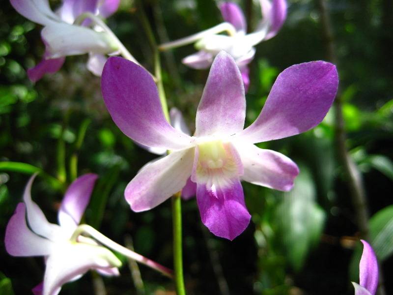 Garden-of-the-Sleeping-Giant-Nadi-Viti-Levu-Fiji-135