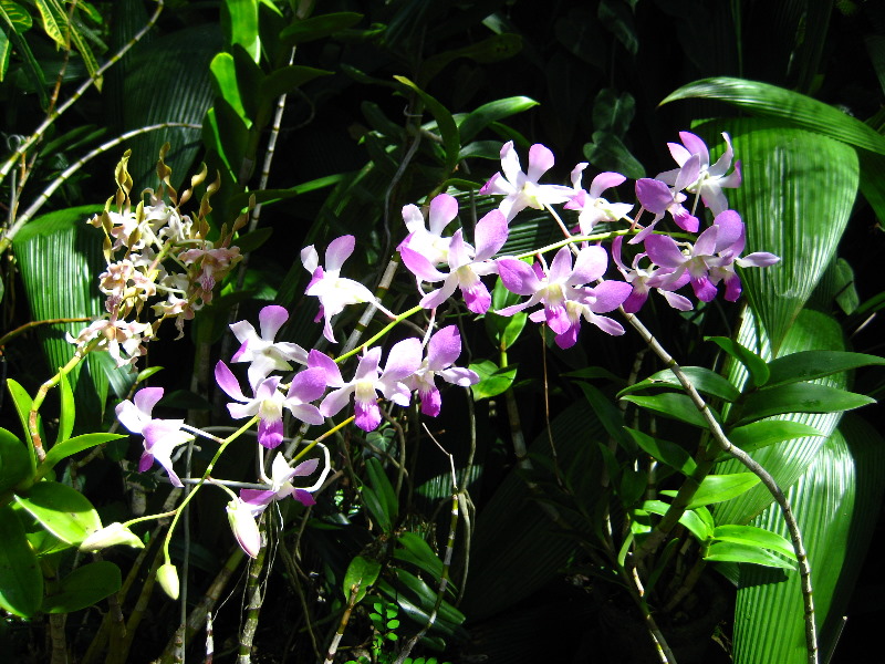 Garden-of-the-Sleeping-Giant-Nadi-Viti-Levu-Fiji-136