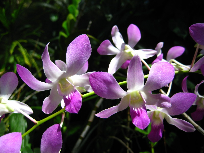 Garden-of-the-Sleeping-Giant-Nadi-Viti-Levu-Fiji-138