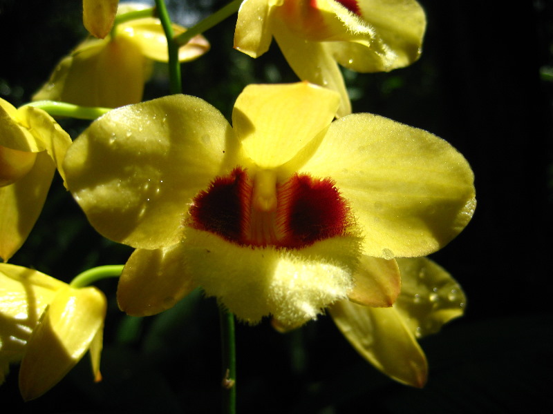 Garden-of-the-Sleeping-Giant-Nadi-Viti-Levu-Fiji-139