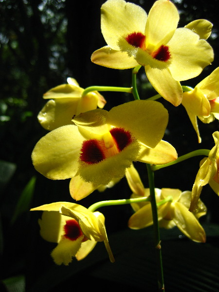 Garden-of-the-Sleeping-Giant-Nadi-Viti-Levu-Fiji-140
