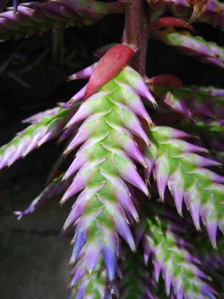 Garden-of-the-Sleeping-Giant-Nadi-Viti-Levu-Fiji-143