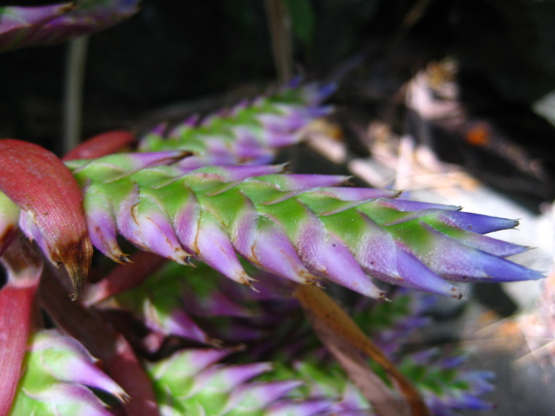 Garden-of-the-Sleeping-Giant-Nadi-Viti-Levu-Fiji-144